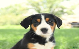 Greater Swiss Mountain Dog dogs for sale: Copper - Image 9