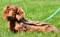 Dachshund dogs for sale: Konrad - Image 9