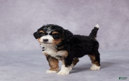 Mini Bernedoodle dogs for sale: Anna - Image 2