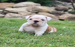 English Bulldog dogs for sale: Whitney - Image 15