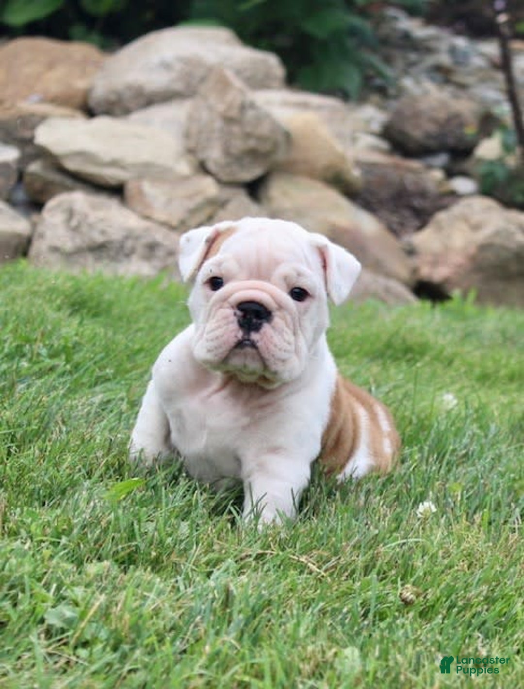 English Bulldog dogs for sale: Whitney - Image 15