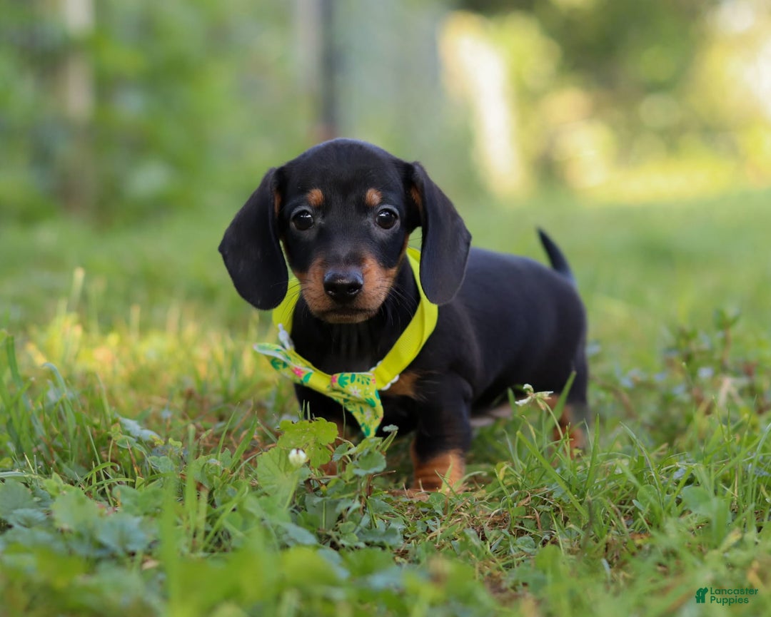 Miniature Dachshund dogs for sale: Jordan - Image 1