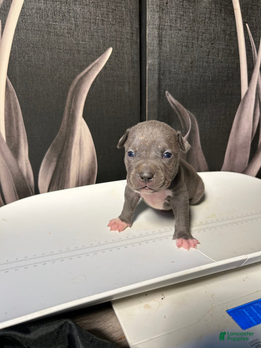 American Bully dogs for sale: Lady Bug - Image 12
