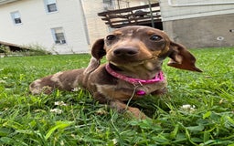 Miniature Dachshund dogs for sale: Sandy - Image 1