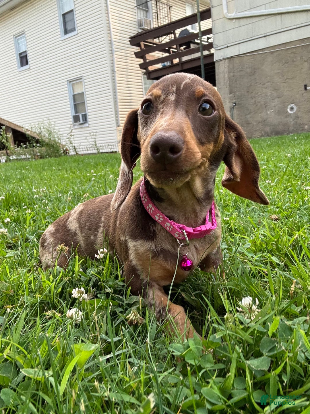 Miniature Dachshund dogs for sale: Sandy - Image 1