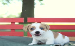 Jack Russell Terrier dogs for sale: Ranger - Image 8