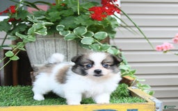 Pomeranian dogs for sale: Felix - Image 9