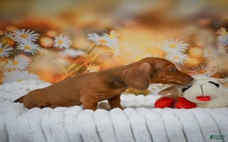 Miniature Dachshund dogs for sale: Lavander - Image 2