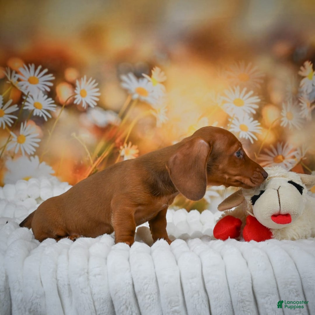 Miniature Dachshund dogs for sale: Lavander - Image 2