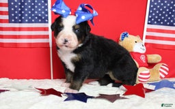 Bernese Mountain Dog dogs for sale: Pebbles - Image 55