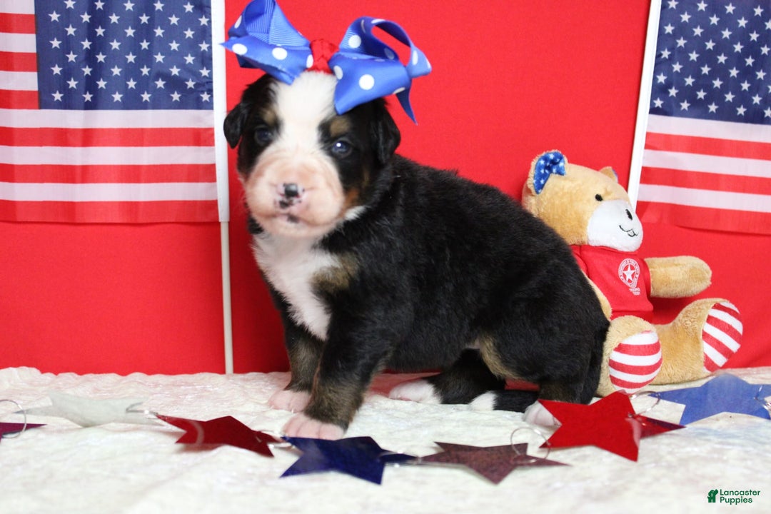 Bernese Mountain Dog dogs for sale: Pebbles - Image 55