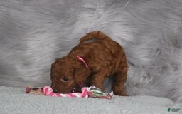 Mini Goldendoodle dogs for sale: Cinnamon - Image 8