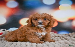 Cavapoo dogs for sale: Elvis - Image 7