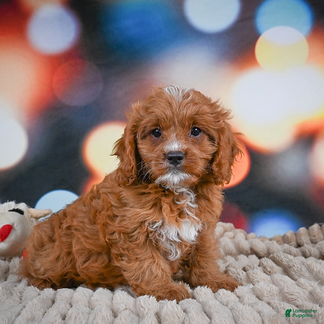 Cavapoo dogs for sale: Elvis - Image 7
