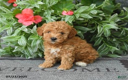 Miniature Poodle dogs for sale: Denver - Image 3