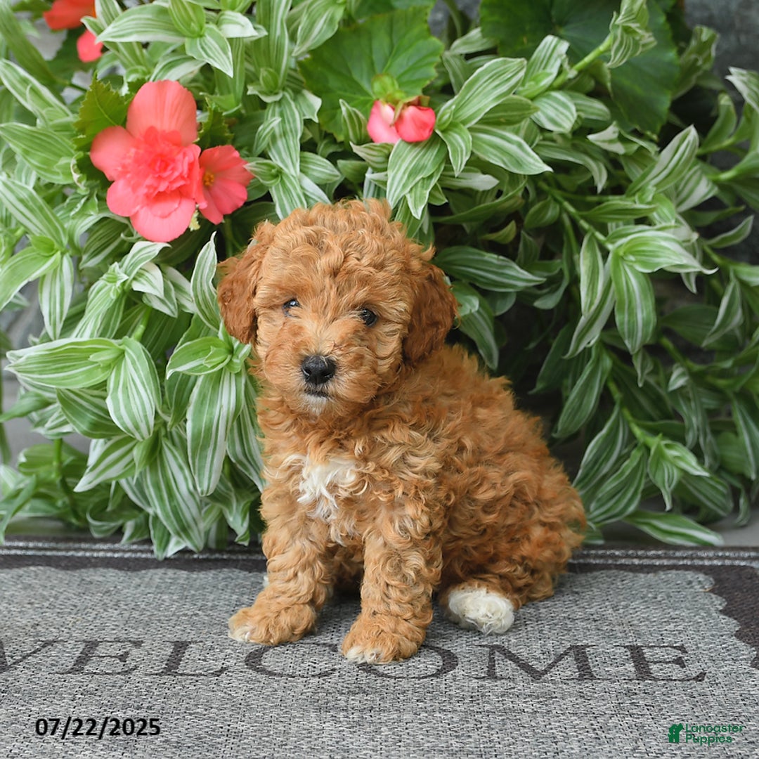 Miniature Poodle dogs for sale: Denver - Image 3