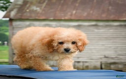 Cavapoo dogs for sale: Clyde - Image 6