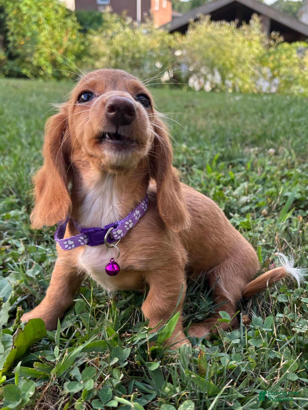 Miniature Dachshund dogs for sale: Toast - Image 2