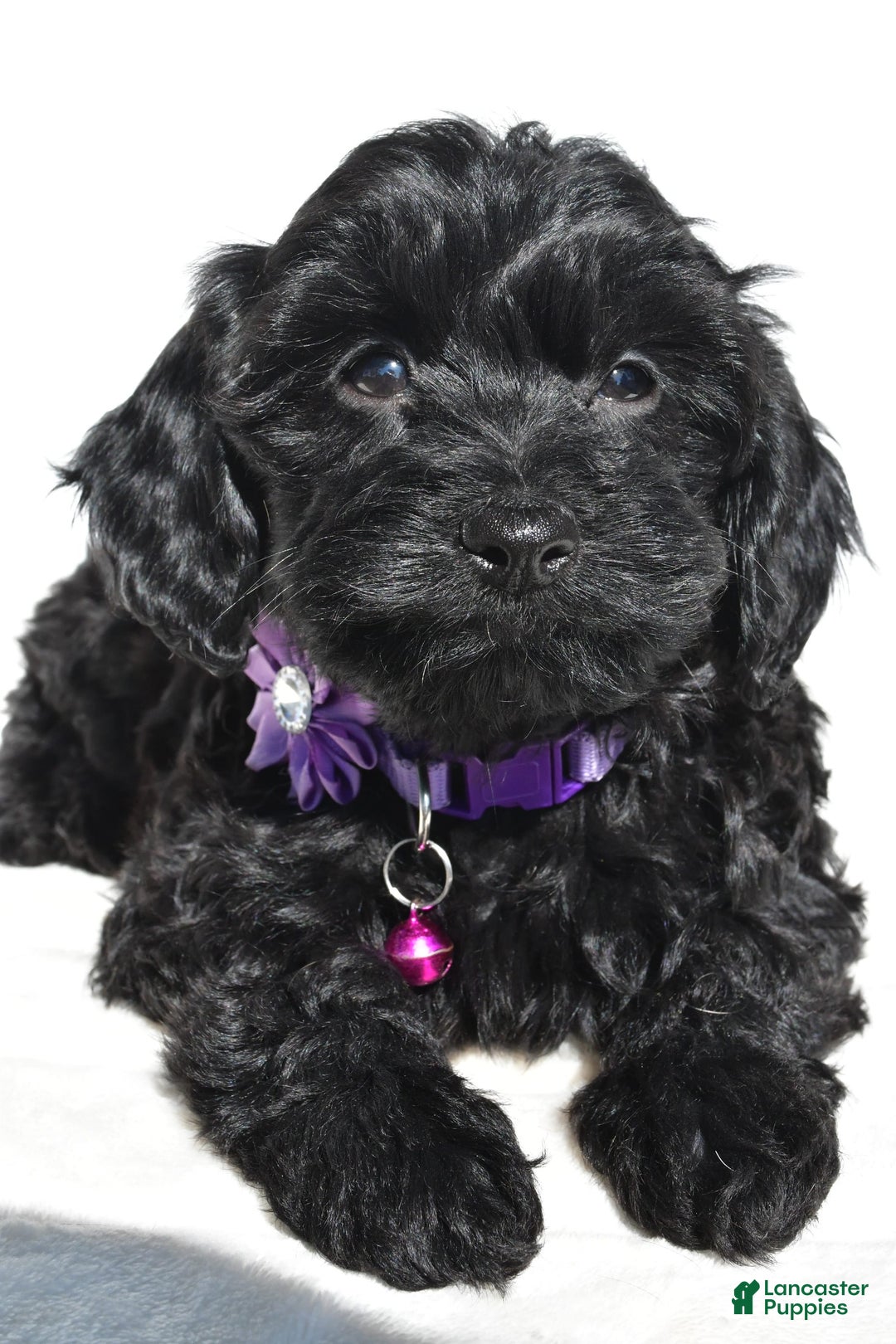 Cockapoo dogs for sale: Sasha - Image 5