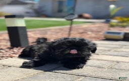 Shih Tzu dogs for sale: Lulu - Image 5