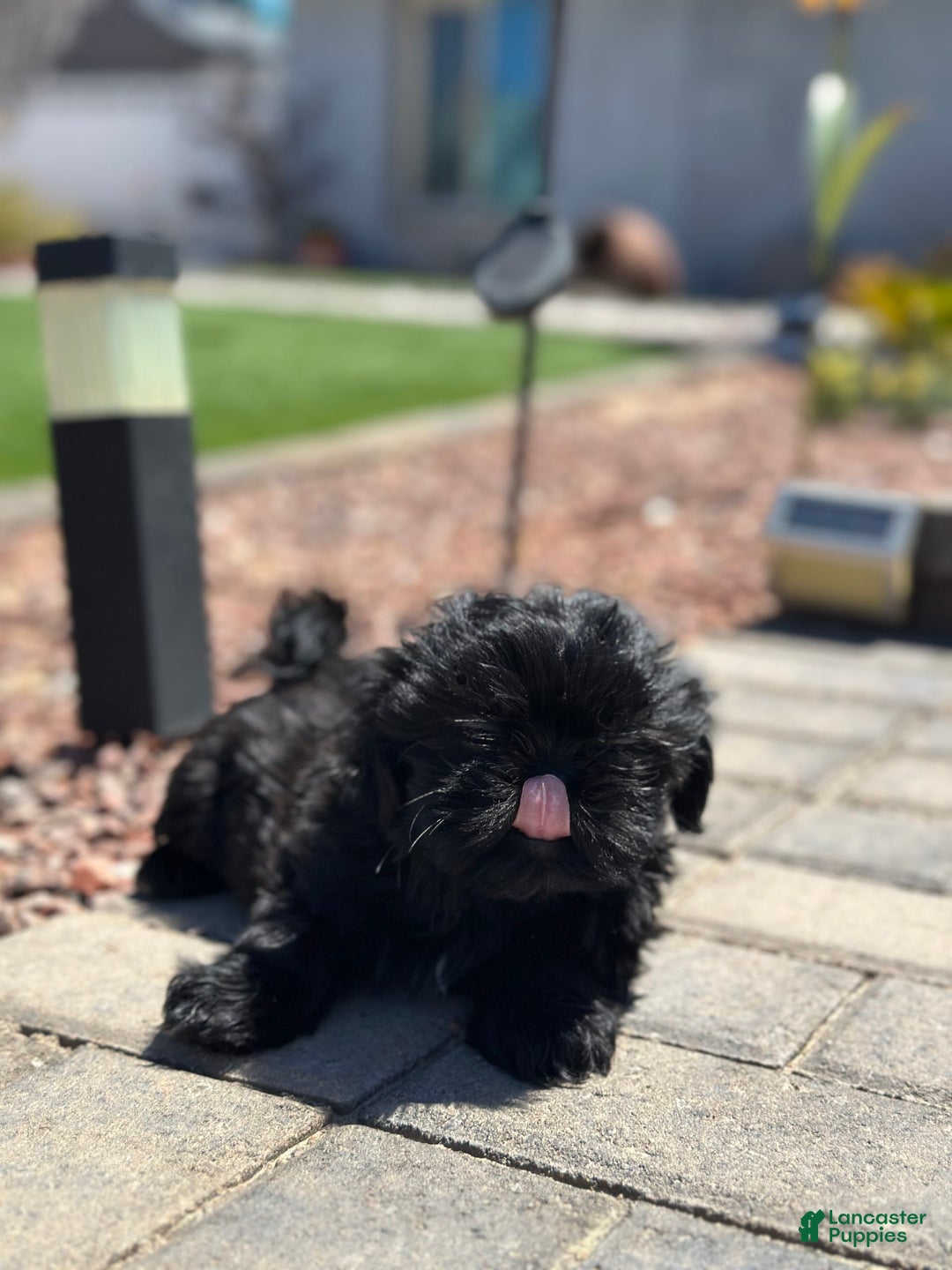 Shih Tzu dogs for sale: Lulu - Image 5