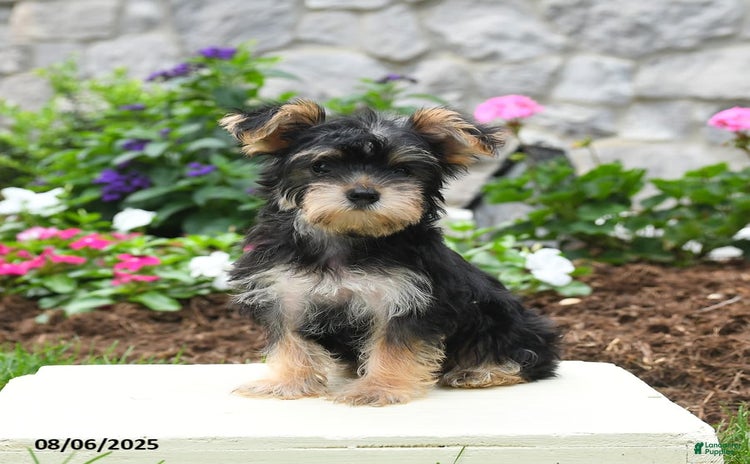 Yorkshire Terrier dogs for sale - Ad 3
