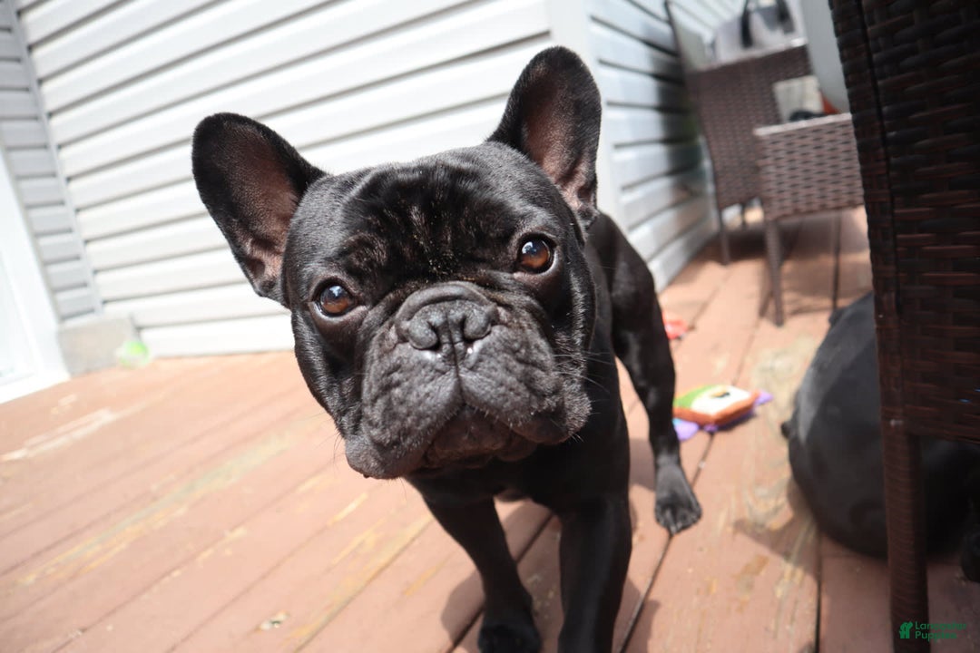 French Bulldog dogs for sale: Tiny - Image 5