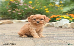 Cavapoo dogs for sale: Abby - Image 1