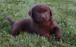 Labrador Retriever dogs for sale: Poppy - Image 3