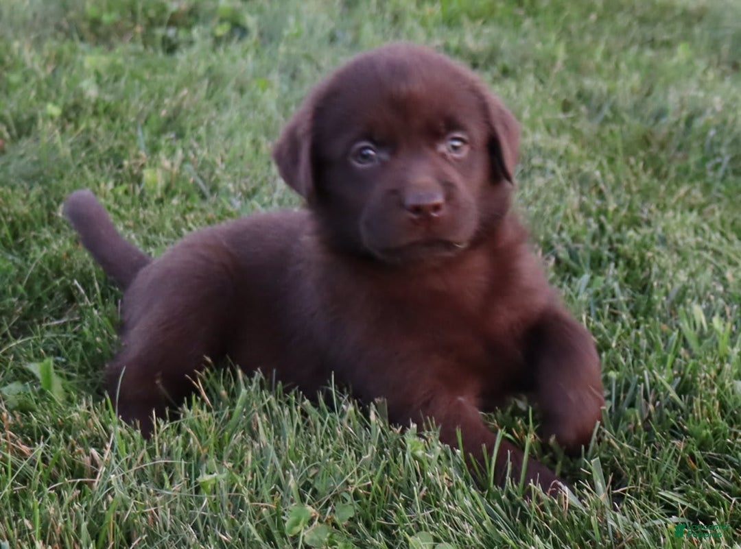 Labrador Retriever dogs for sale: Poppy - Image 3