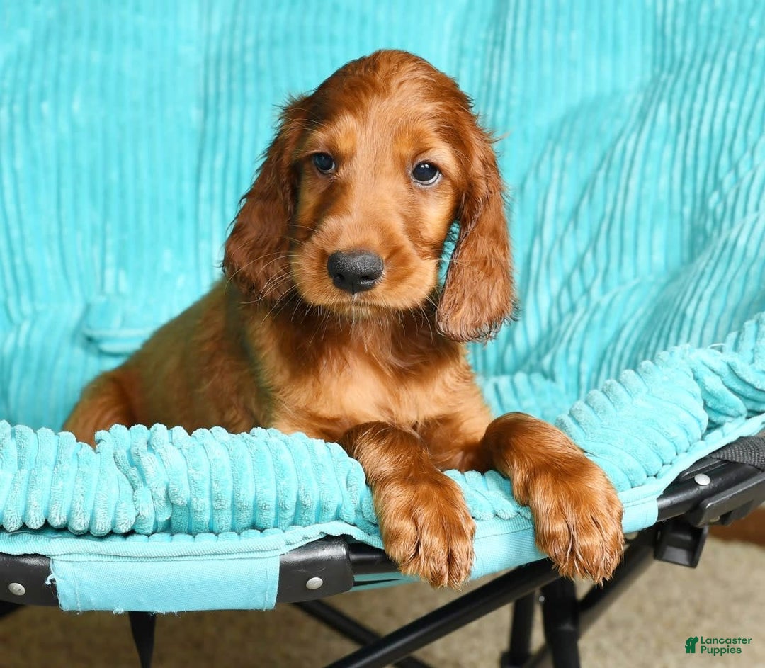 Irish Setter dogs for sale: Maverick - Image 4