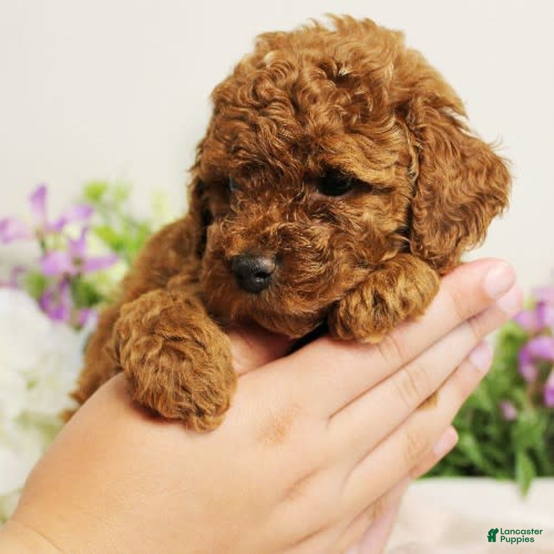 Toy Poodle dogs for sale: Sunshine - Image 1