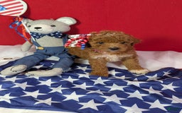 Mini Goldendoodle dogs for sale: Maizy Pink Collar Toy Size - Image 4