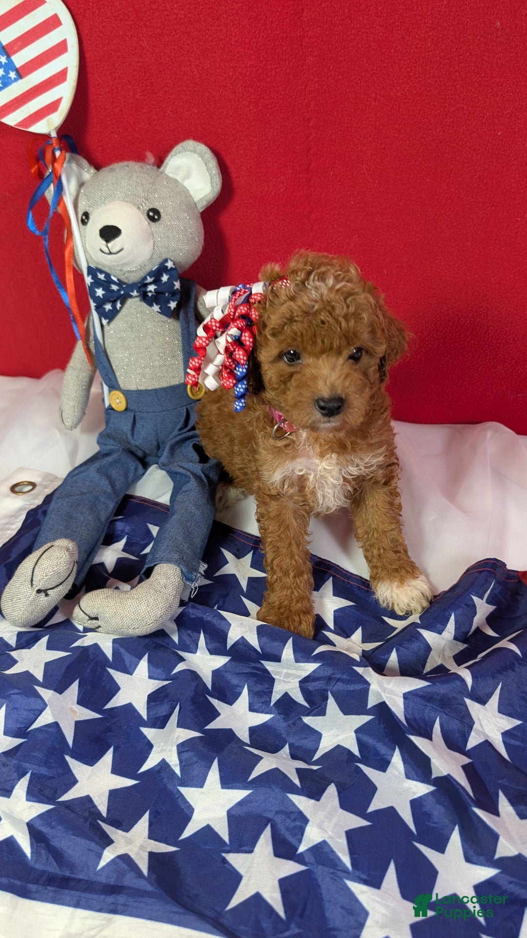 Mini Goldendoodle dogs for sale: Maizy Pink Collar Toy Size - Image 4