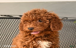 Mini Goldendoodle dogs for sale: Lacey - Image 3