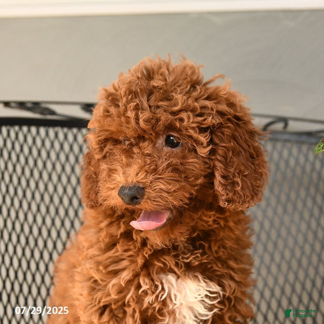 Mini Goldendoodle dogs for sale: Lacey - Image 3