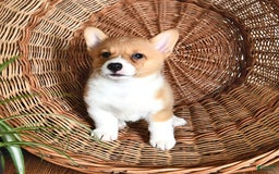 Welsh Corgi Pembroke dogs for sale: Hope - Image 2