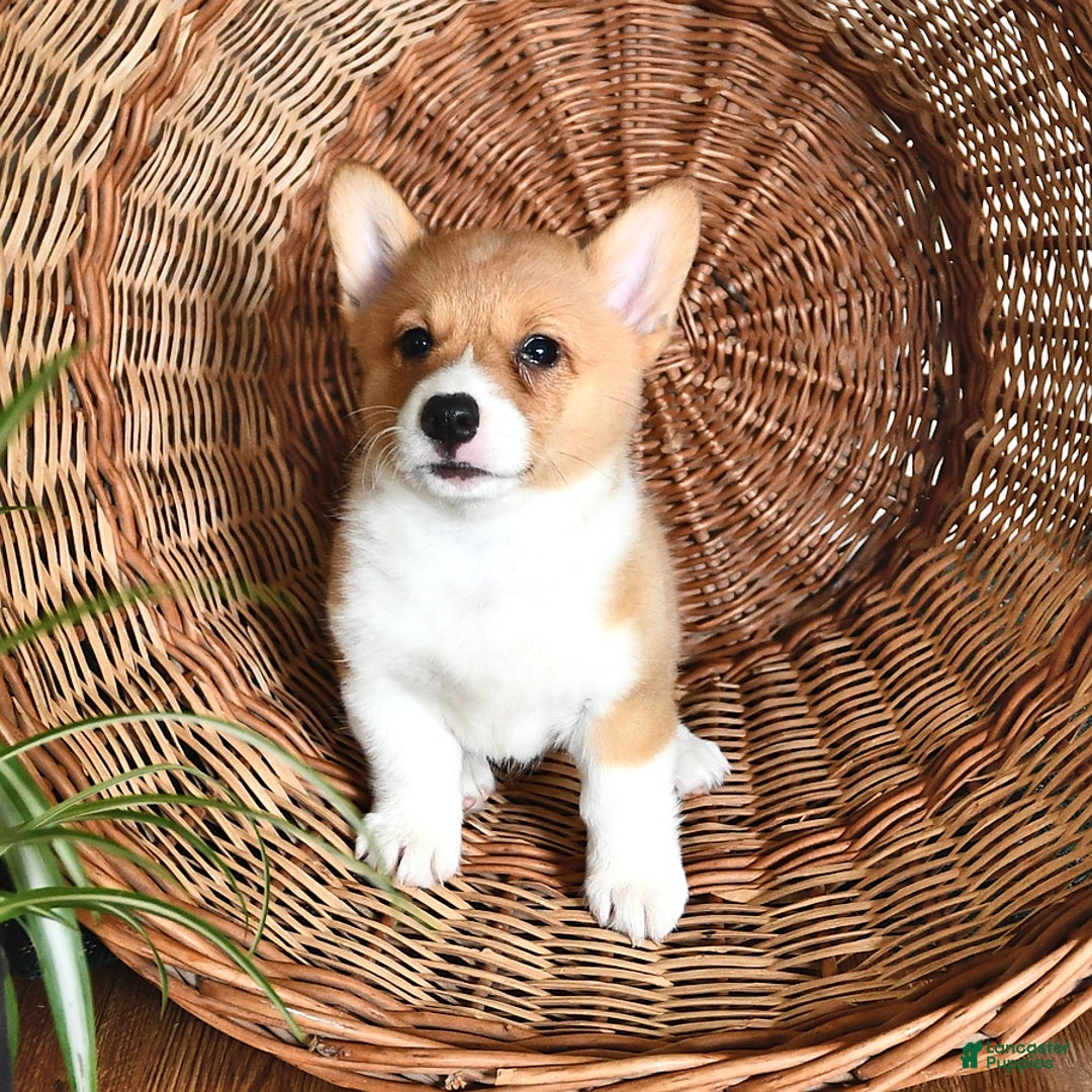 Welsh Corgi Pembroke dogs for sale: Hope - Image 2