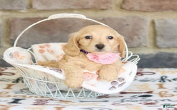 Miniature Dachshund dogs for sale: Willow - Image 1