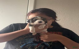 Beagle dogs for sale: No Name - Image 1