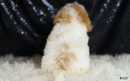 Yorkiepoo dogs for sale: Hurricane - Image 5