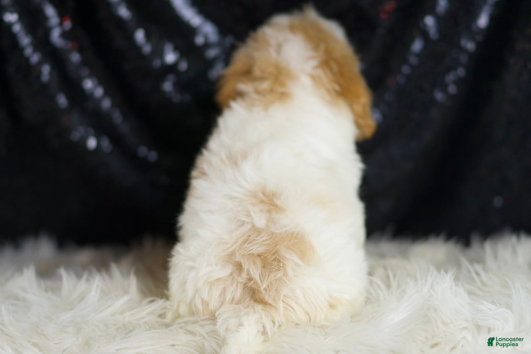 Yorkiepoo dogs for sale: Hurricane - Image 5