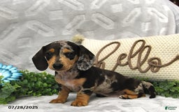 Miniature Dachshund dogs for sale: Kaden - Image 2