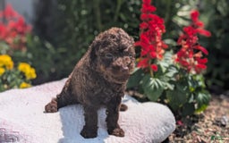Toy Poodle dogs for sale: Buffy - Image 7