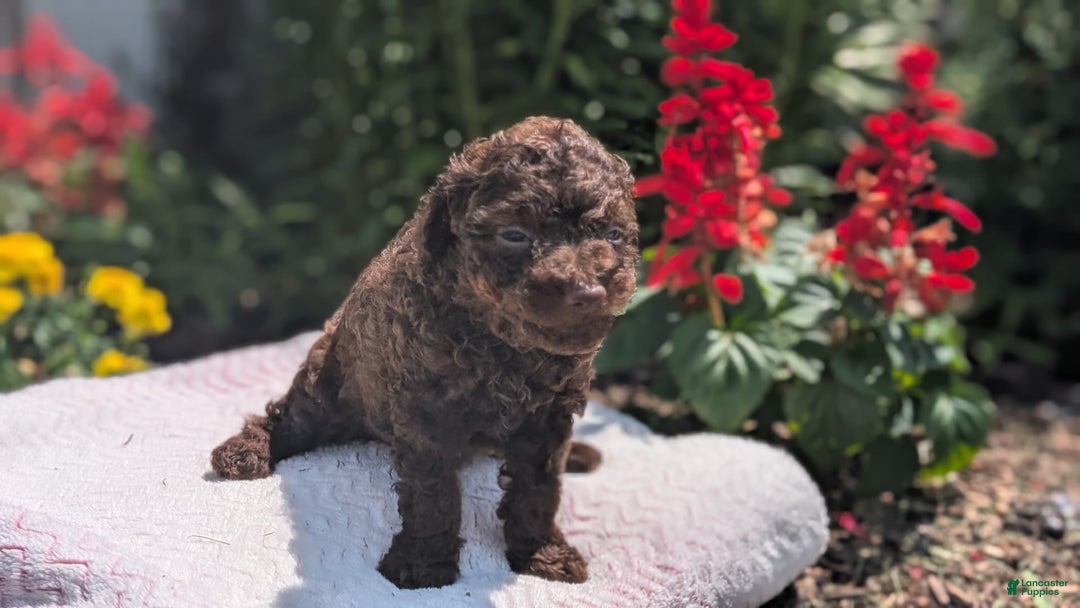 Toy Poodle dogs for sale: Buffy - Image 7