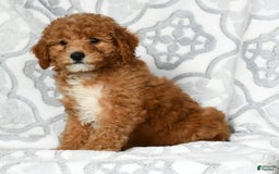 Mini Goldendoodle dogs for sale: Daisy - Image 4