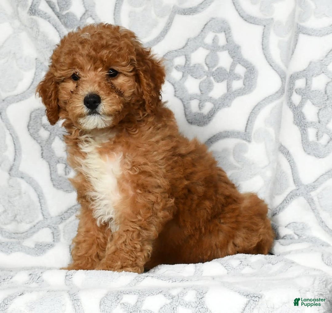 Mini Goldendoodle dogs for sale: Daisy - Image 4