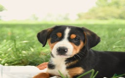 Greater Swiss Mountain Dog dogs for sale: Gemma - Image 11