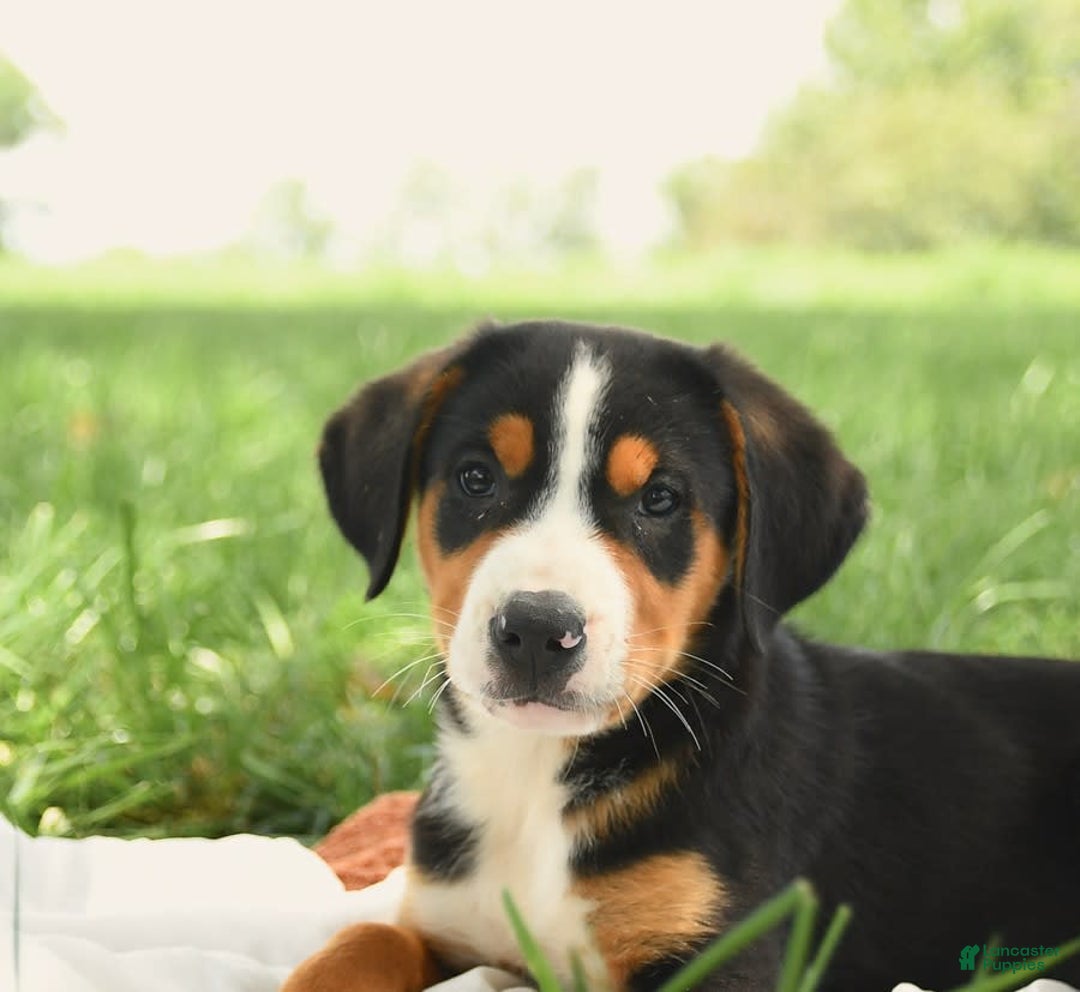 Greater Swiss Mountain Dog dogs for sale: Gemma - Image 11