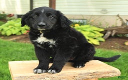 Australian Shepherd dogs for sale: Brandy - Image 19